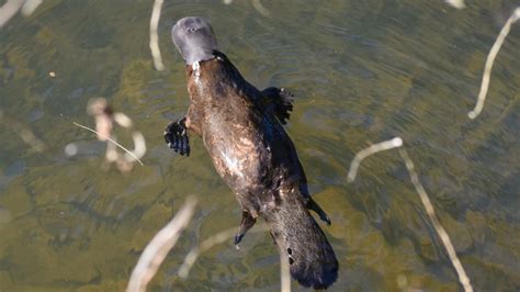 platypus marrickville